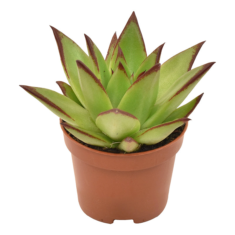 Echeveria agavoides Ebony 9cm 6cm Pot