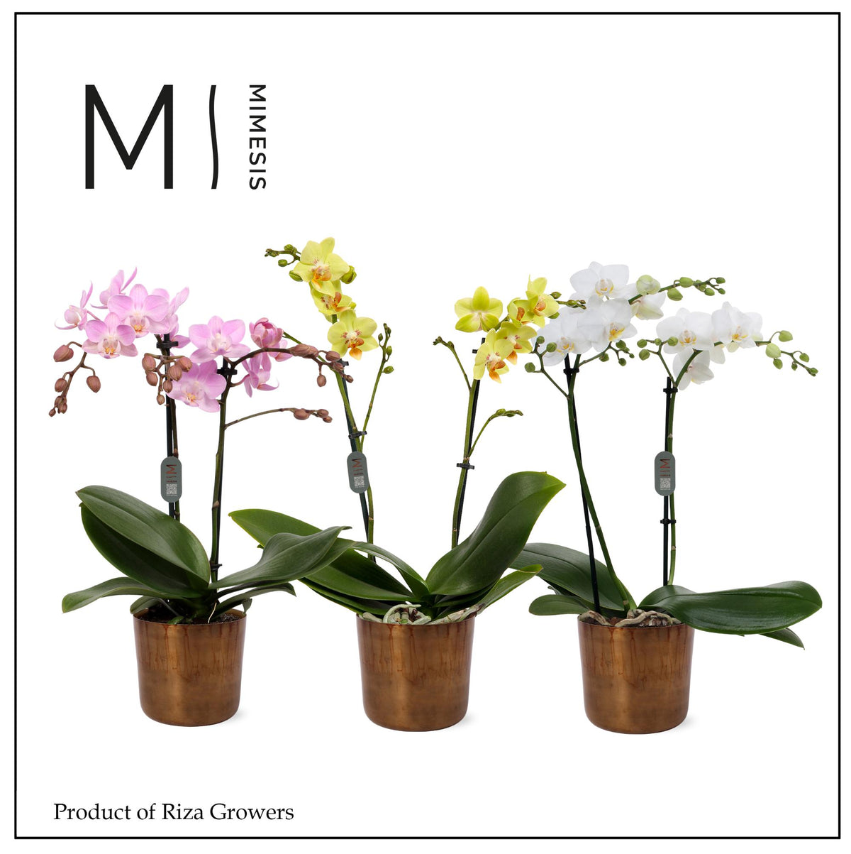 Phalaenopsis mix 50cm 12cm Pot