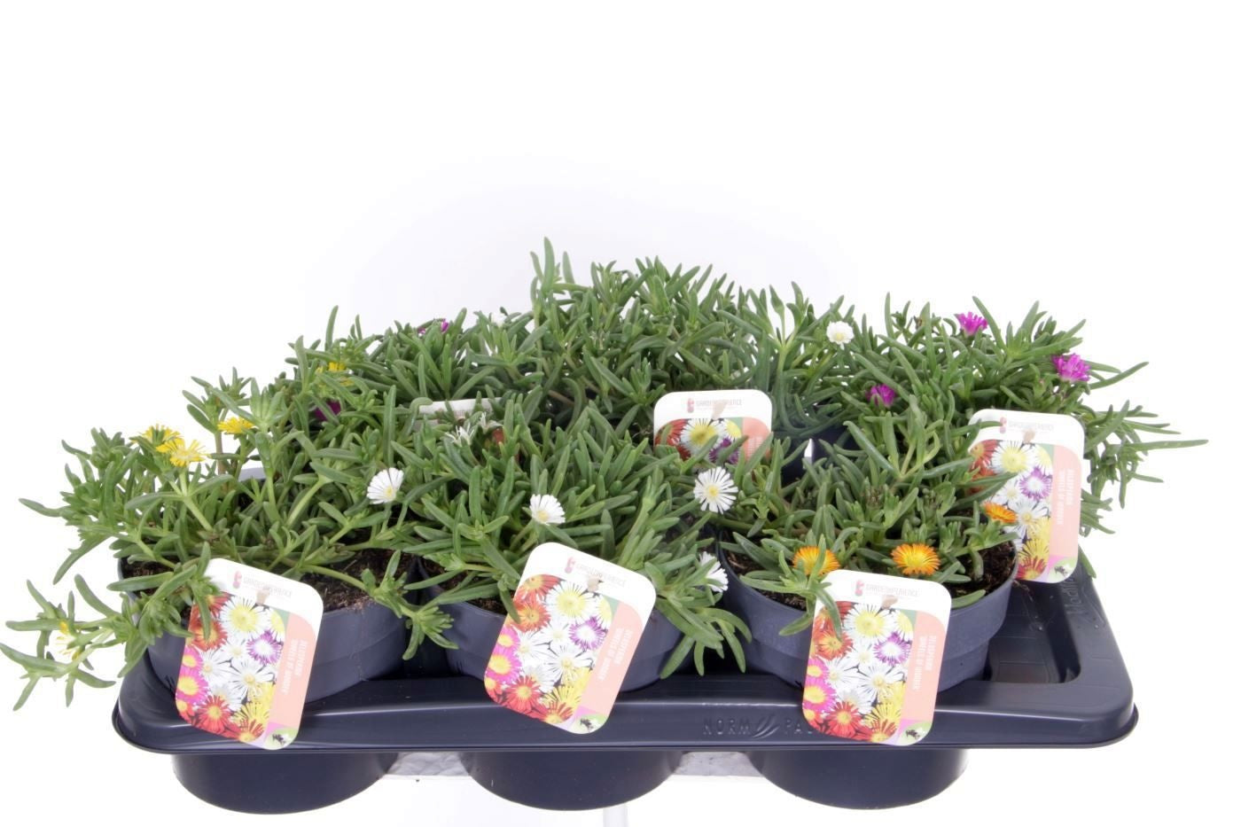 Delosperma cooperi 25cm 17cm Pot