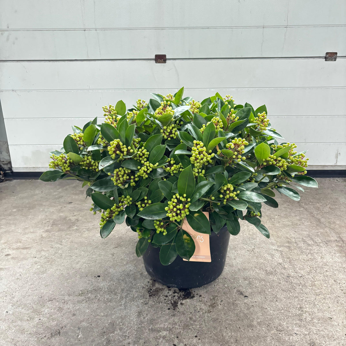 Skimmia japonica Obsession 65cm 41cm Pot