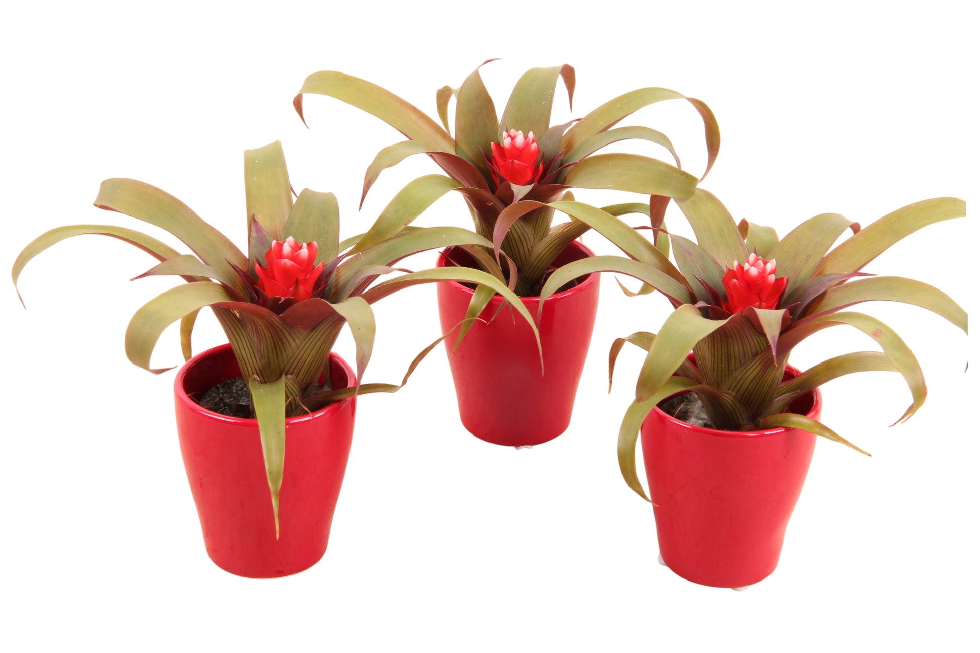 Guzmania Hope 20cm 7cm Pot
