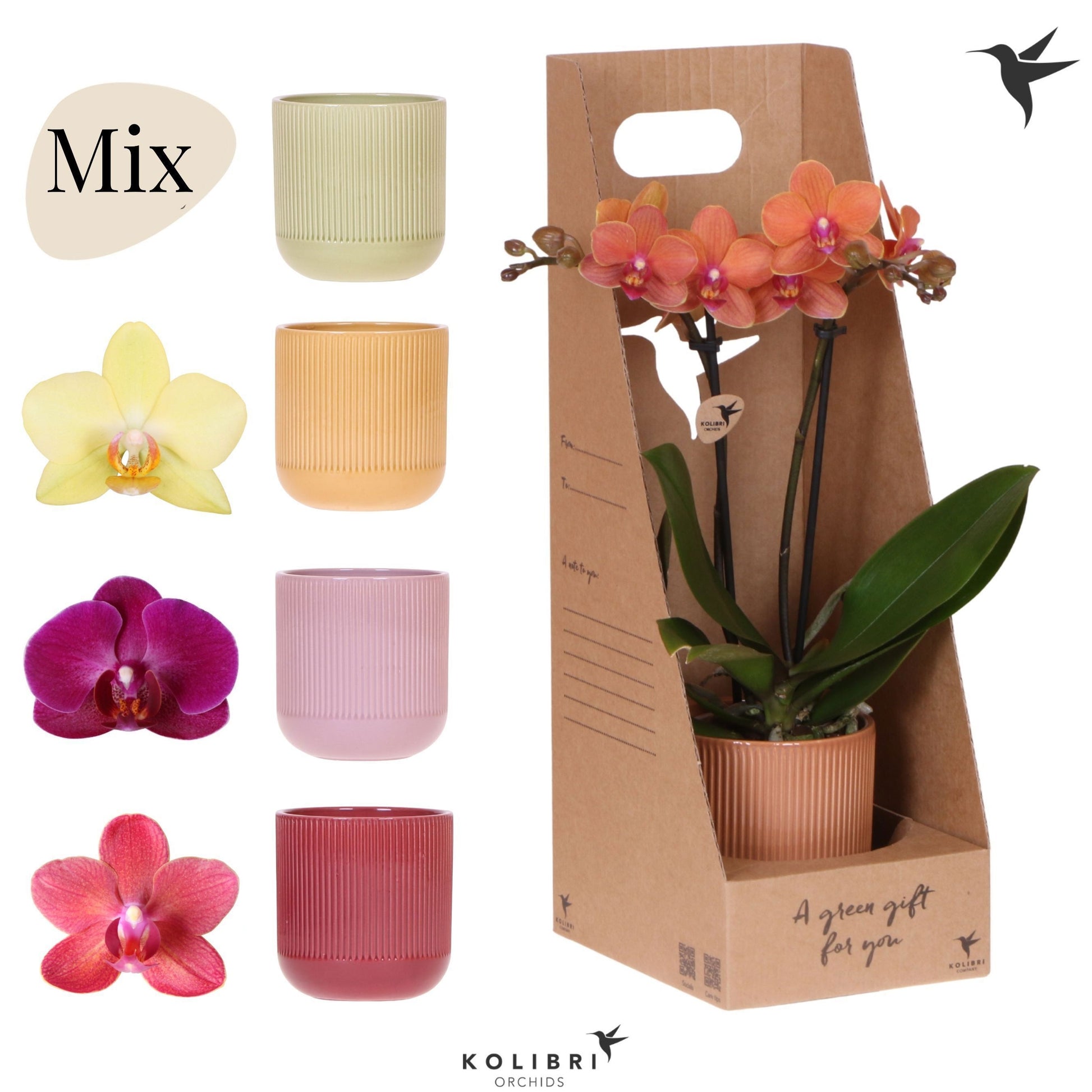 Phalaenopsis mix 40cm 9cm Pot