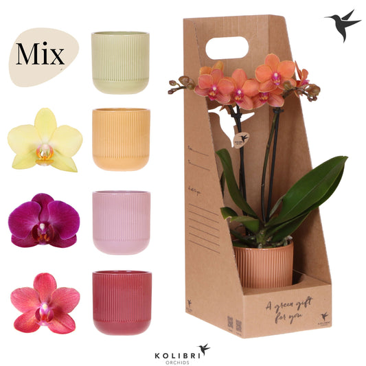 Phalaenopsis mix 40cm 9cm Pot