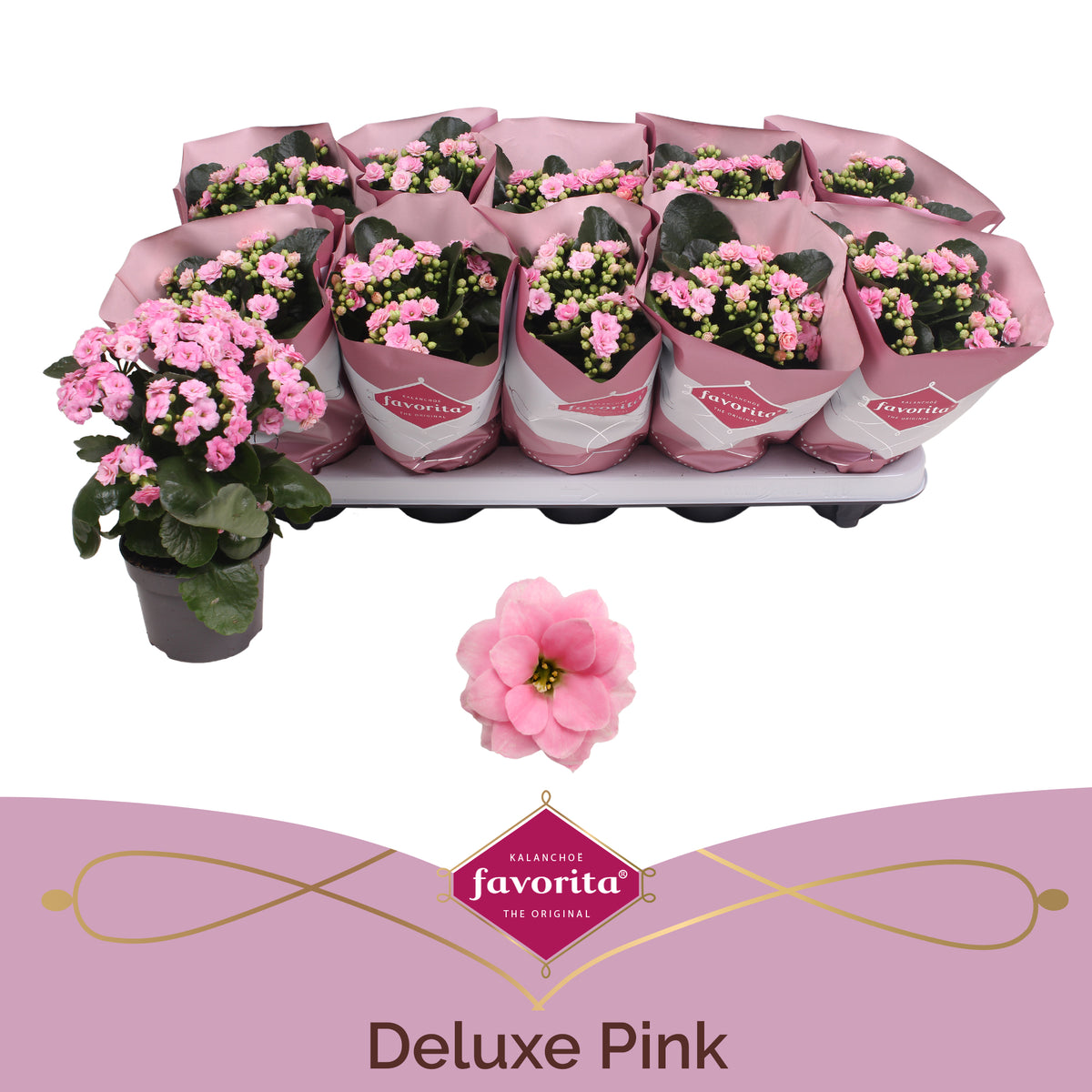 Kalanchoe Perfecta Pink 22cm 10.5cm Pot