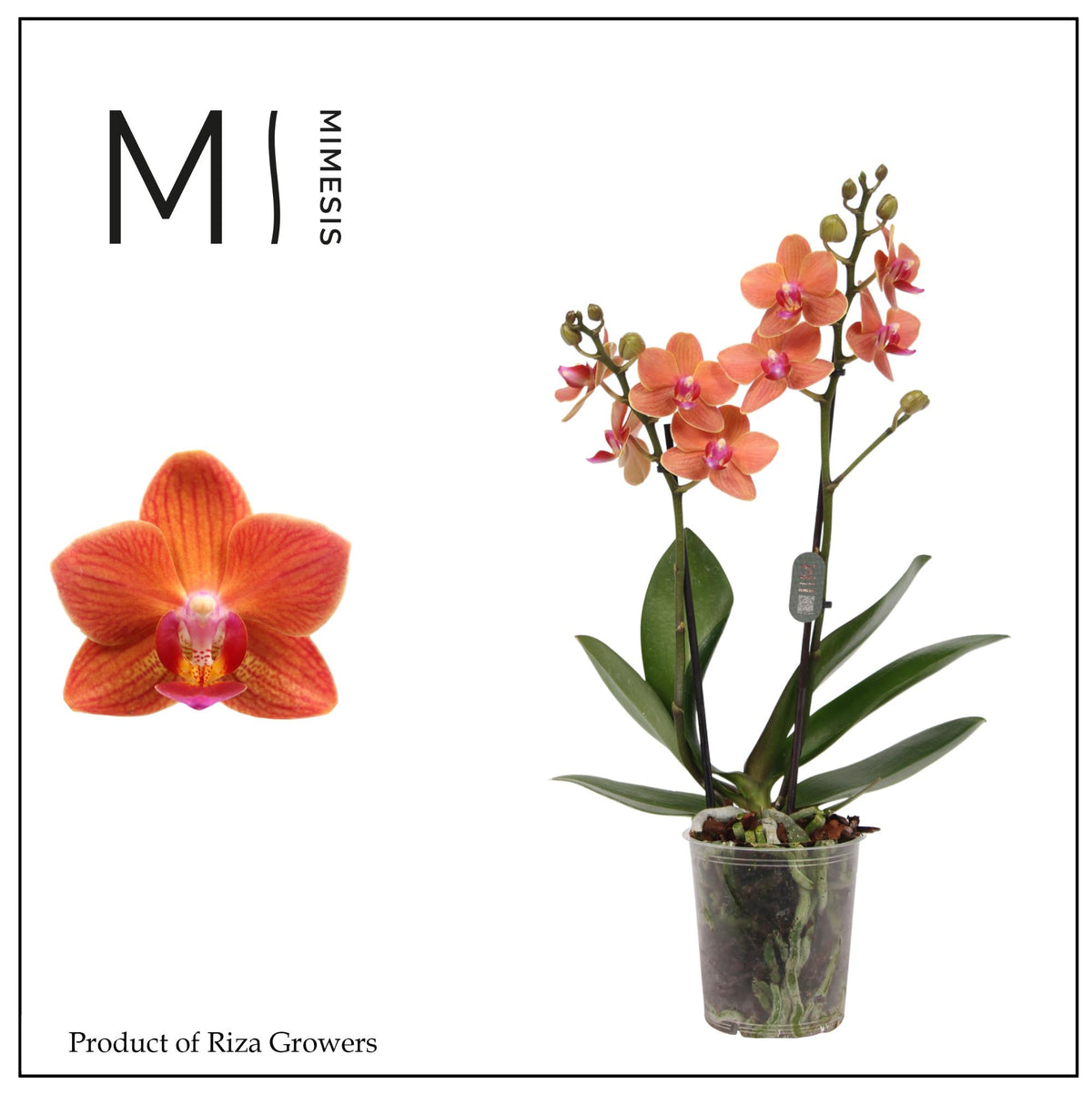 Phalaenopsis multiflora Bolzano 35cm 9cm Pot