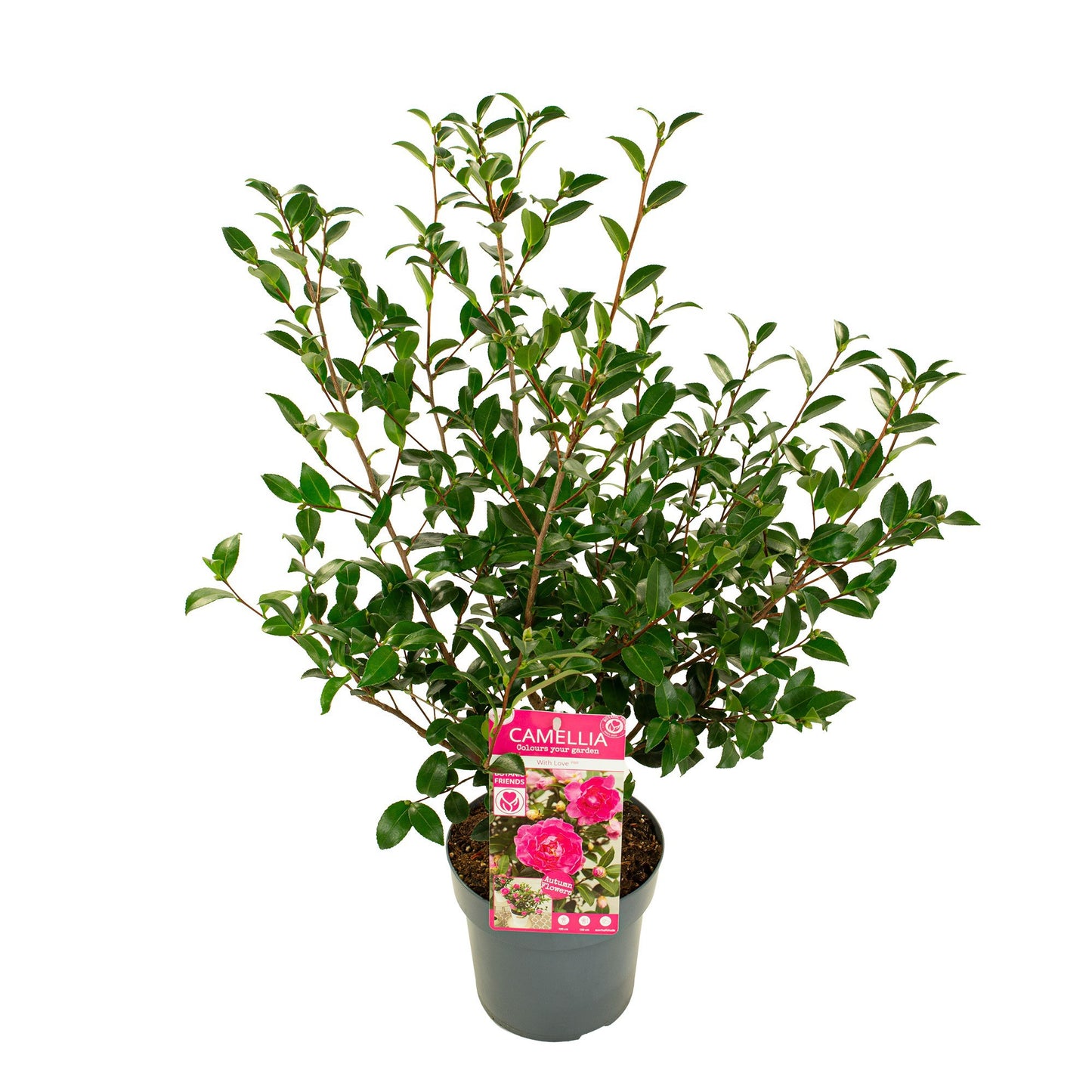 Camelia variable mix 50cm 19cm Pot
