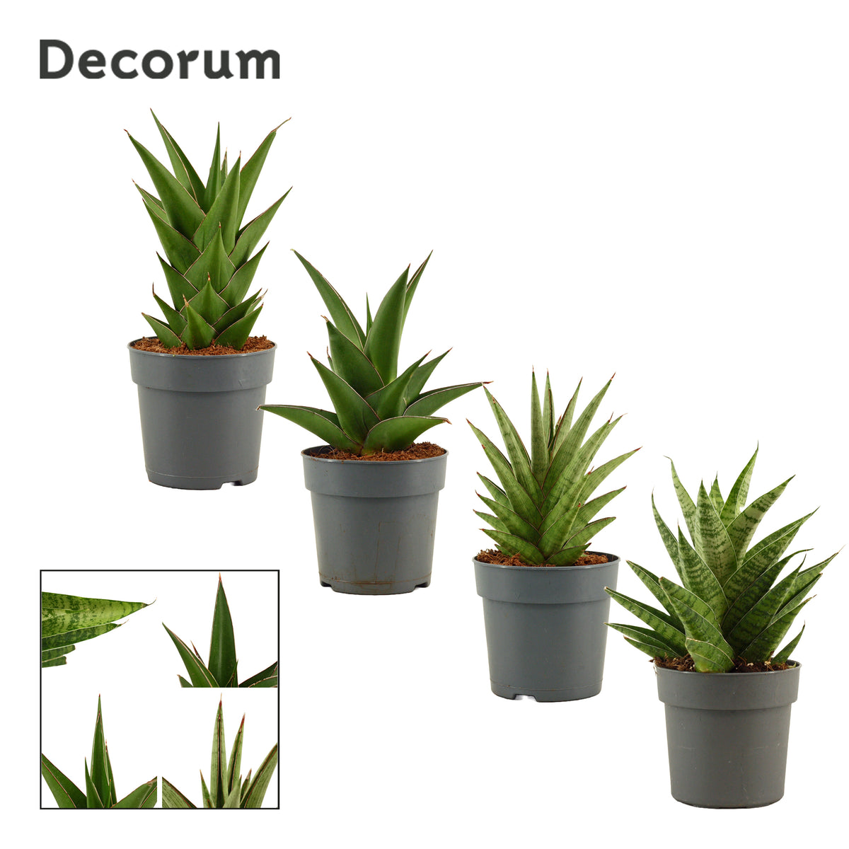 Sansevieria 25cm 12cm Pot