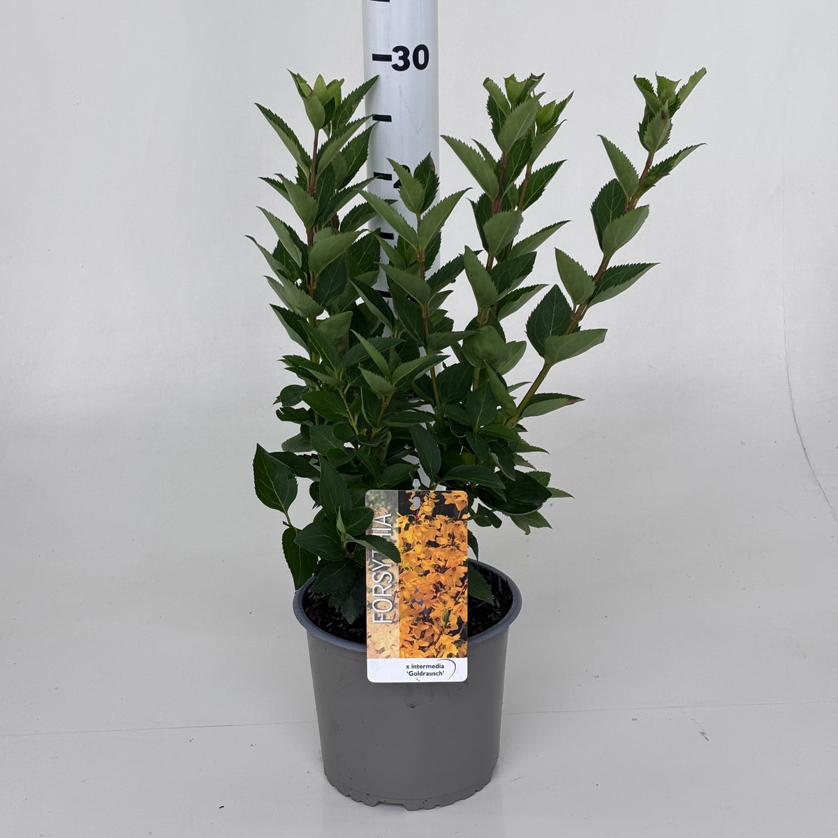Forsythia intermedia 35cm 19cm Pot