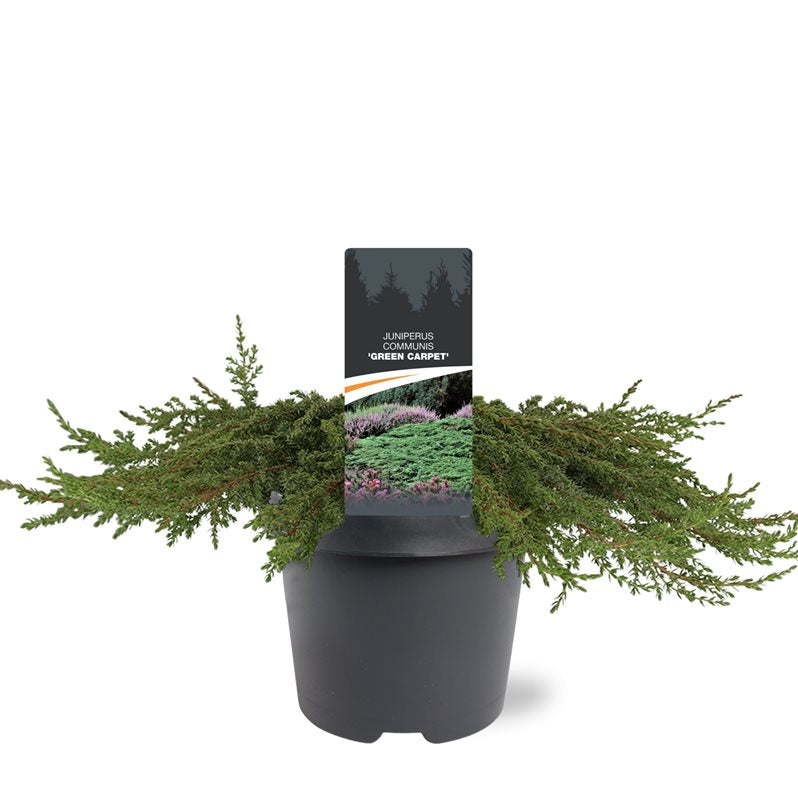 Juniperus Green Carpet 25cm 23cm Pot