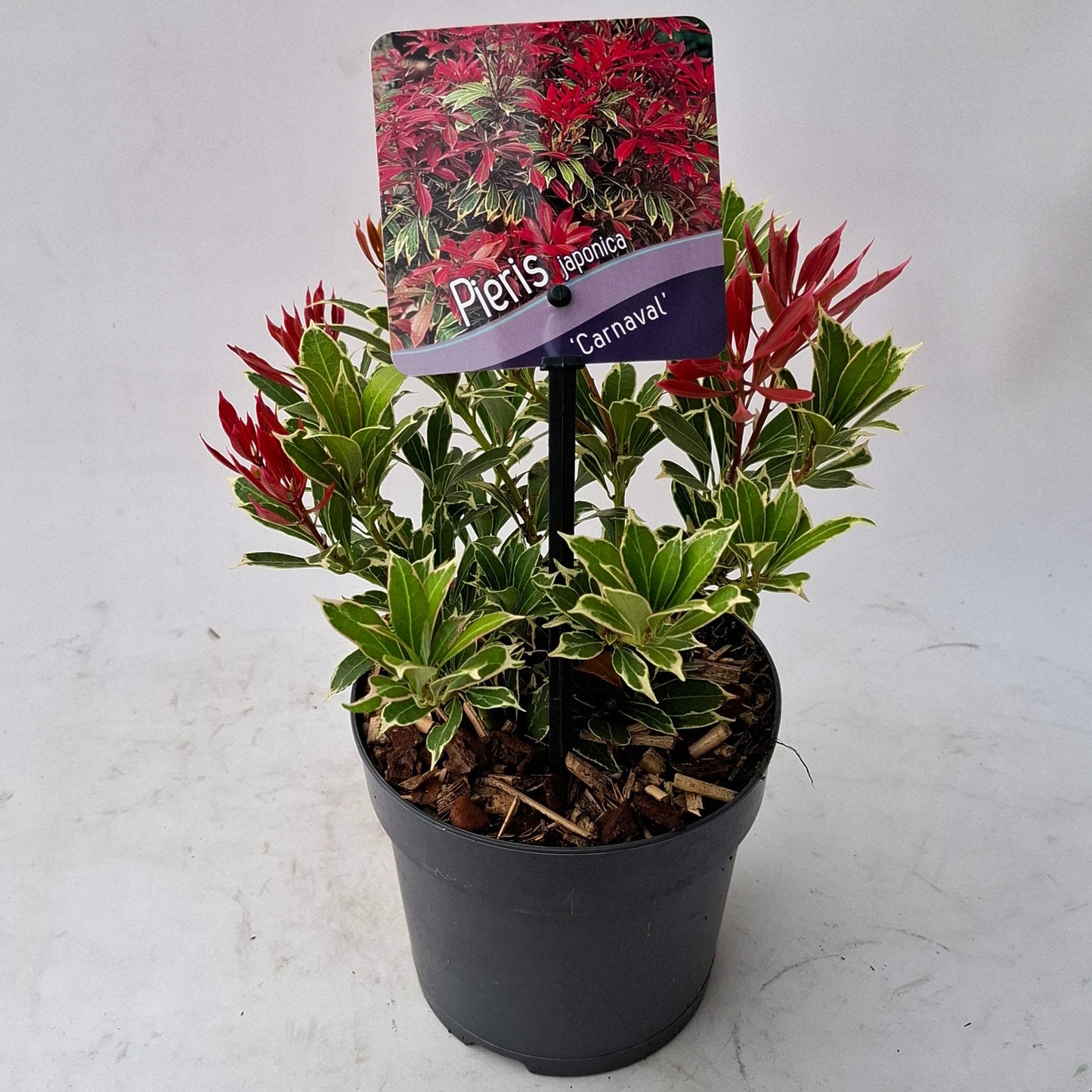 Pieris japonica Carnaval 15cm 13cm Pot