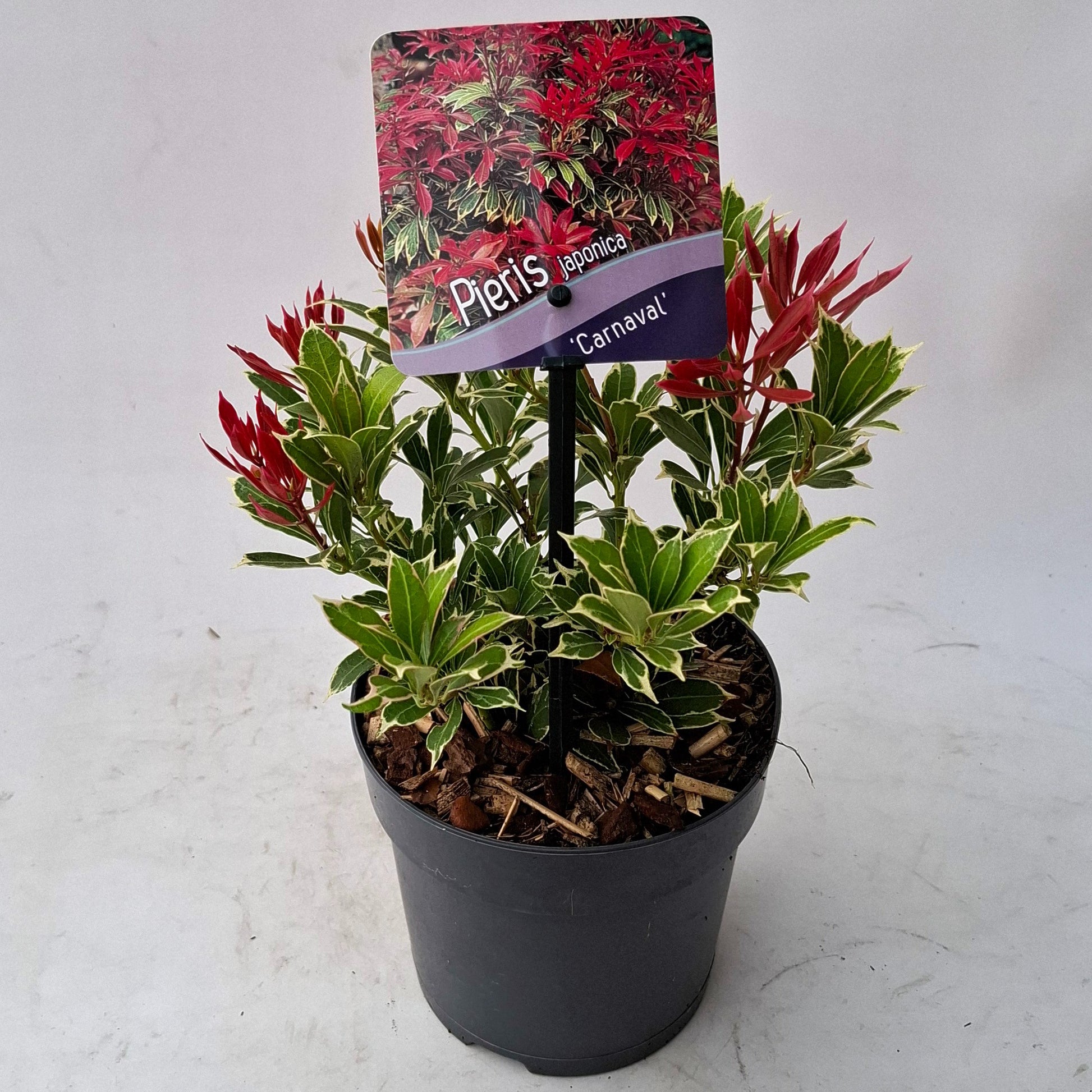 Pieris japonica Carnaval 15cm 13cm Pot
