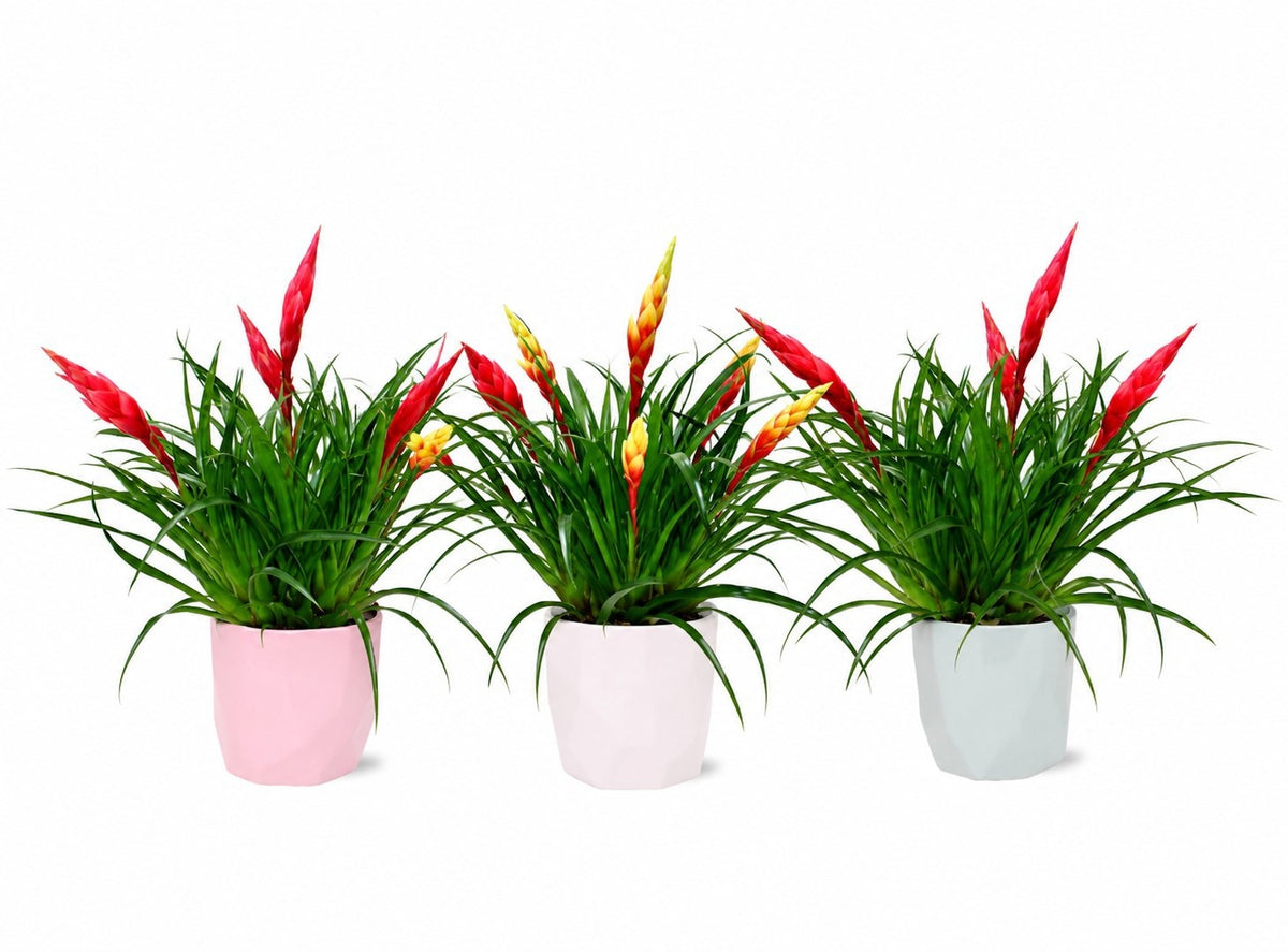Vriesea Multiflora mix 40cm 12cm Pot