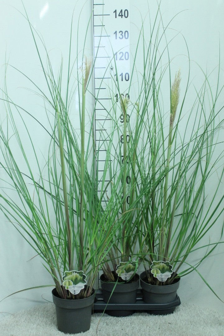 van Tol & Van der Linde Cortaderia sellona Pumila Pack of 3