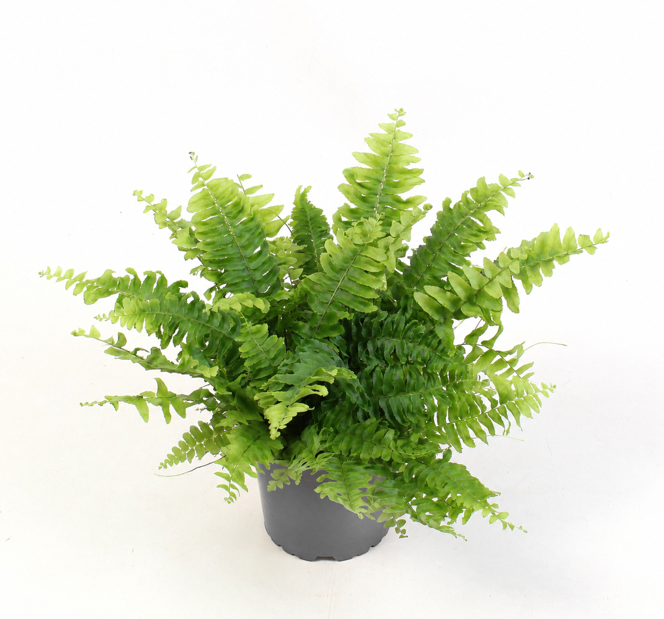 Nephrolepis Green Moment 20cm 12cm Pot