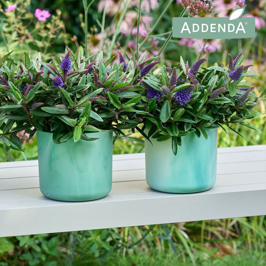 Hebe Hebedonna Britta 40cm 12cm Pot