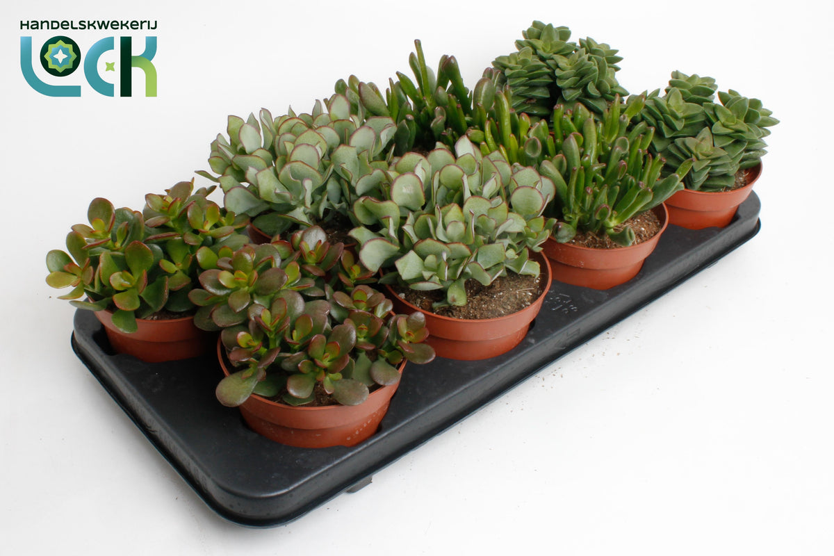 Crassula mix 20cm 12cm Pot