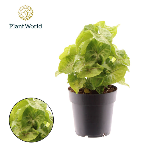 Syngonium Golden 30cm 14cm Pot