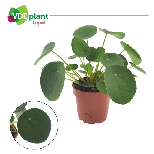 Pilea peperomioides 25cm 12cm Pot