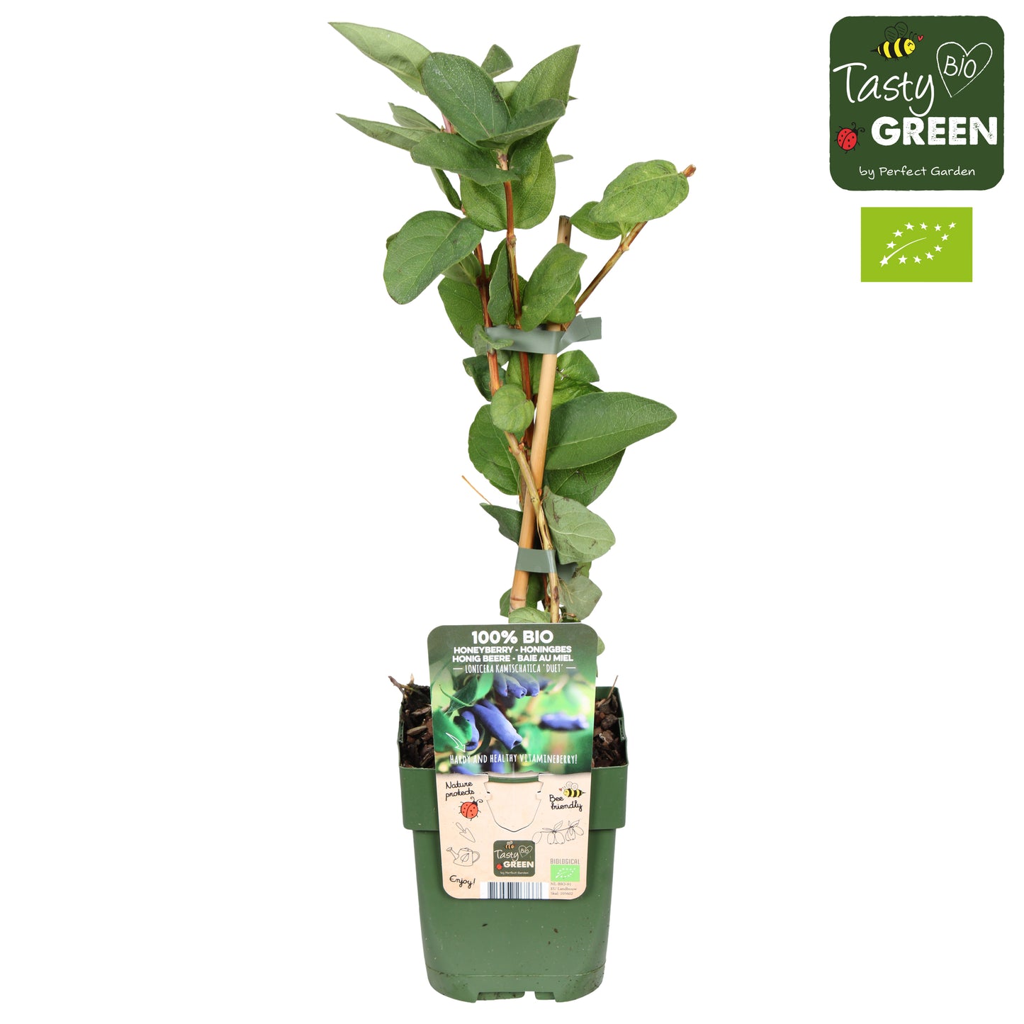 Lonicera mix 30cm 13cm Pot