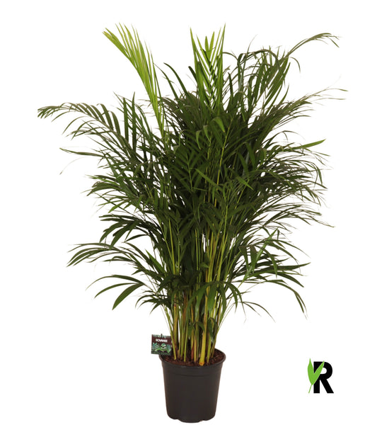 Dypsis lutescens 130cm 24cm Pot