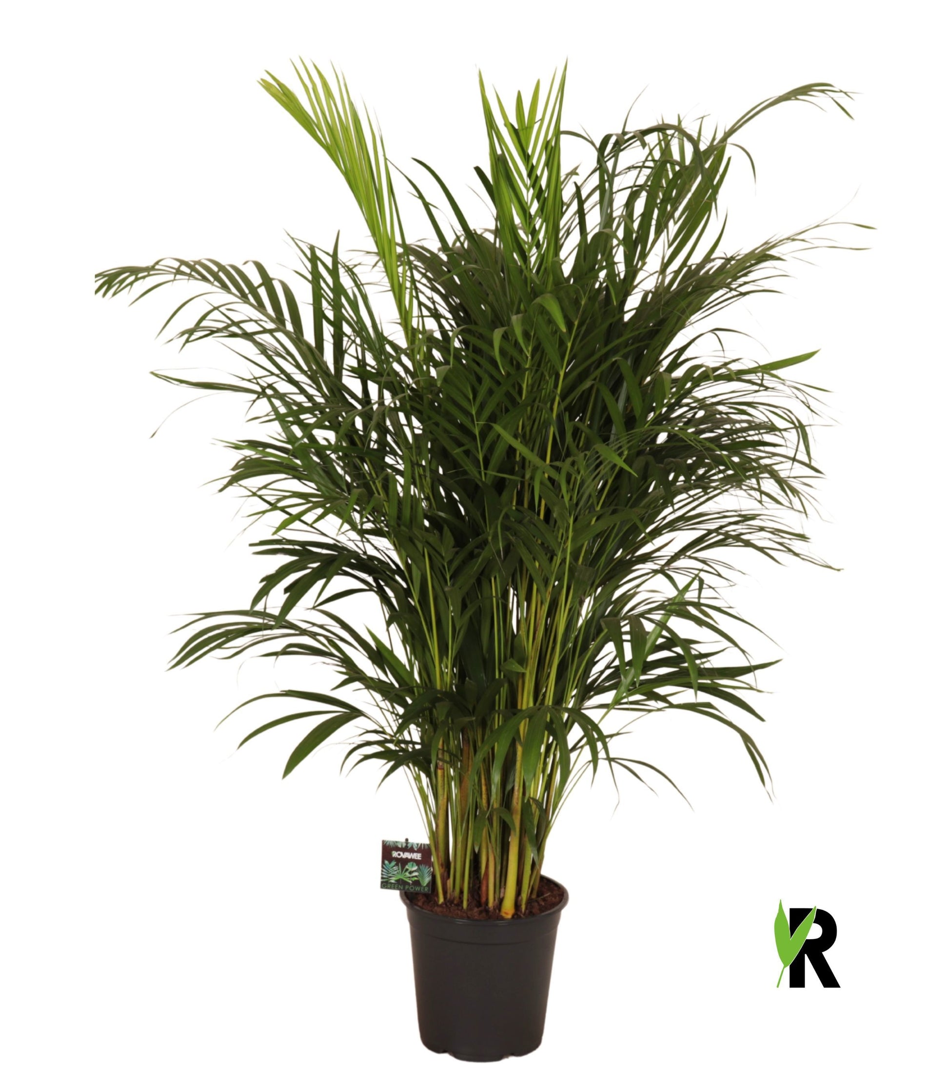 Dypsis lutescens 130cm 24cm Pot