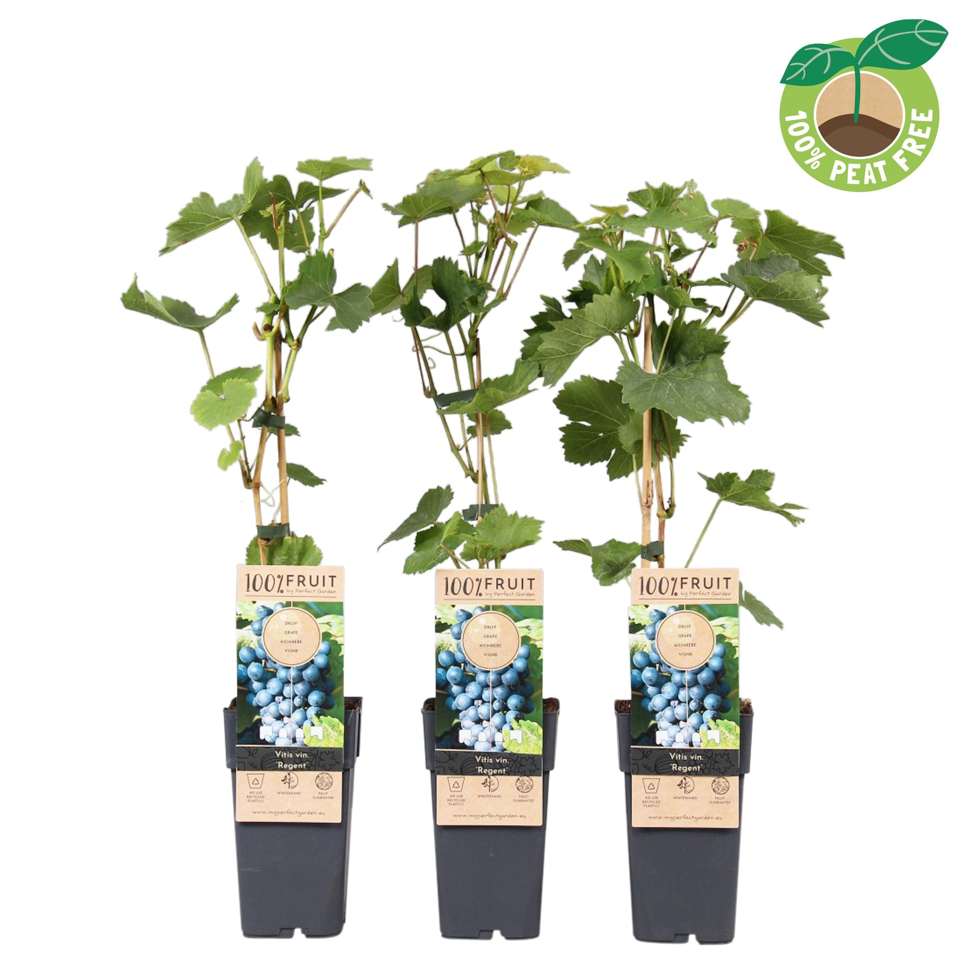 Vitis vinifera Regent 50cm 15cm Pot