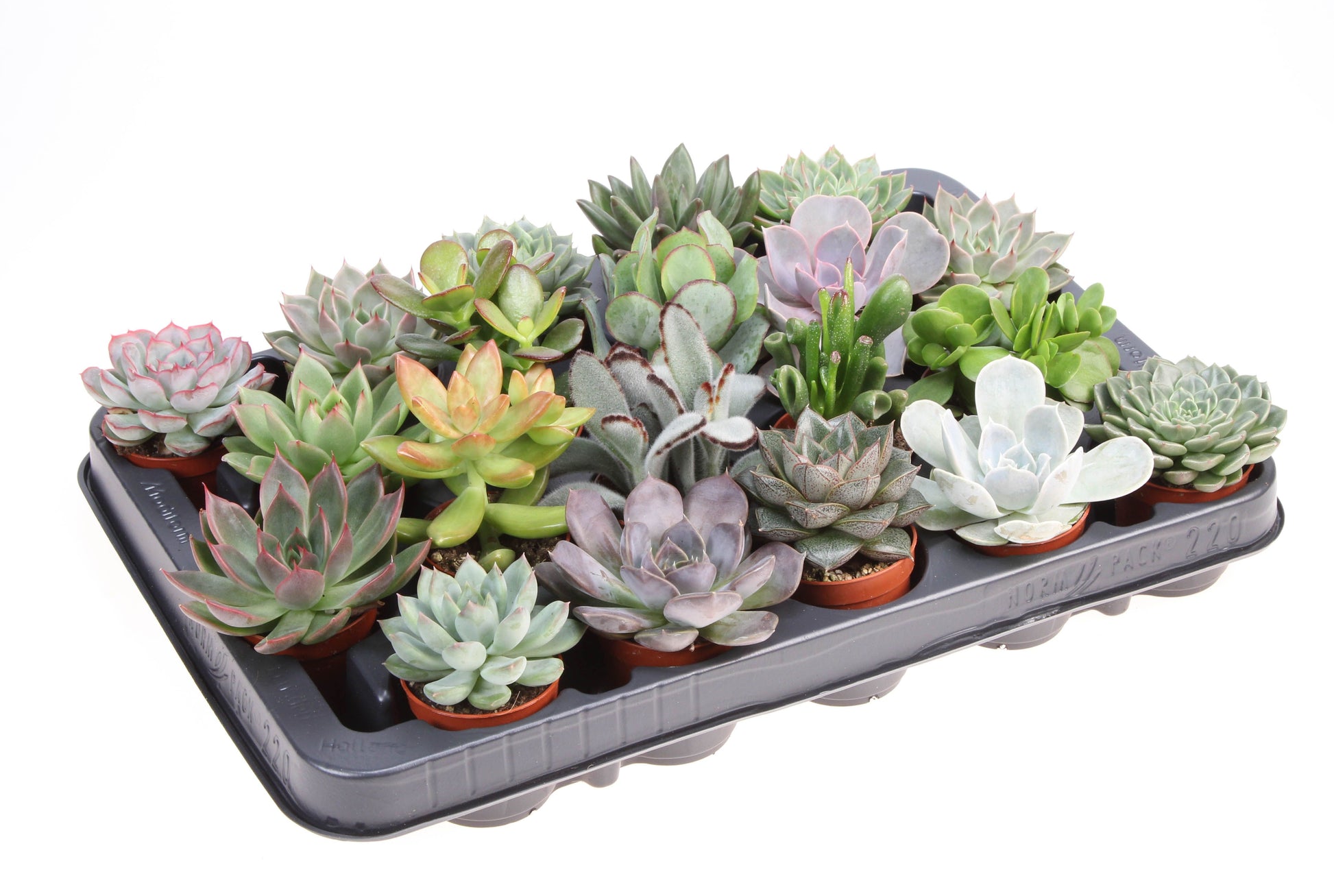 Euro Cactus Holland Bv Succulent mix Pack of 20
