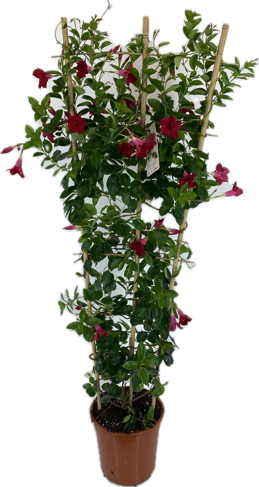 Mandevilla Rio Grande Scarlet 150cm 27cm Pot