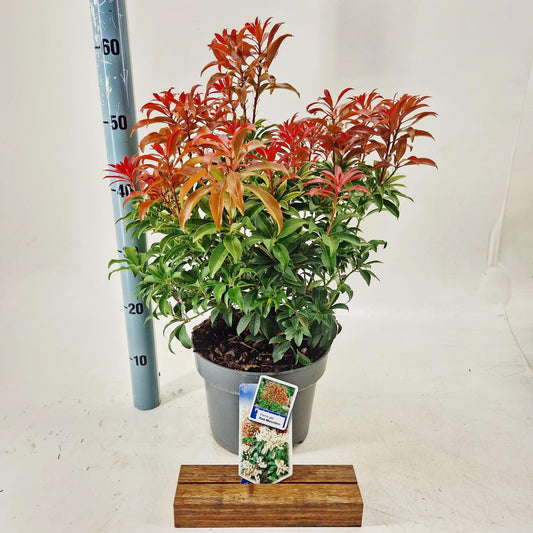 Pieris japonica Flaming Silver 55cm 23cm Pot
