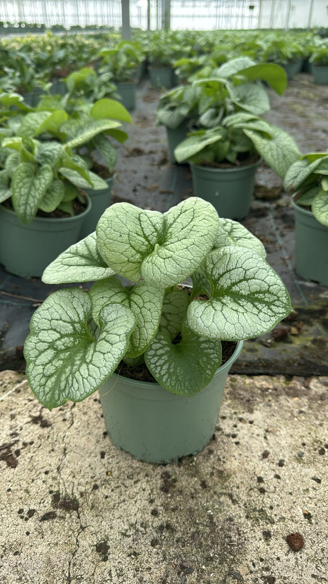 Woudenberg, VOF Gebr. van Brunnera macrophylla Pack of 1