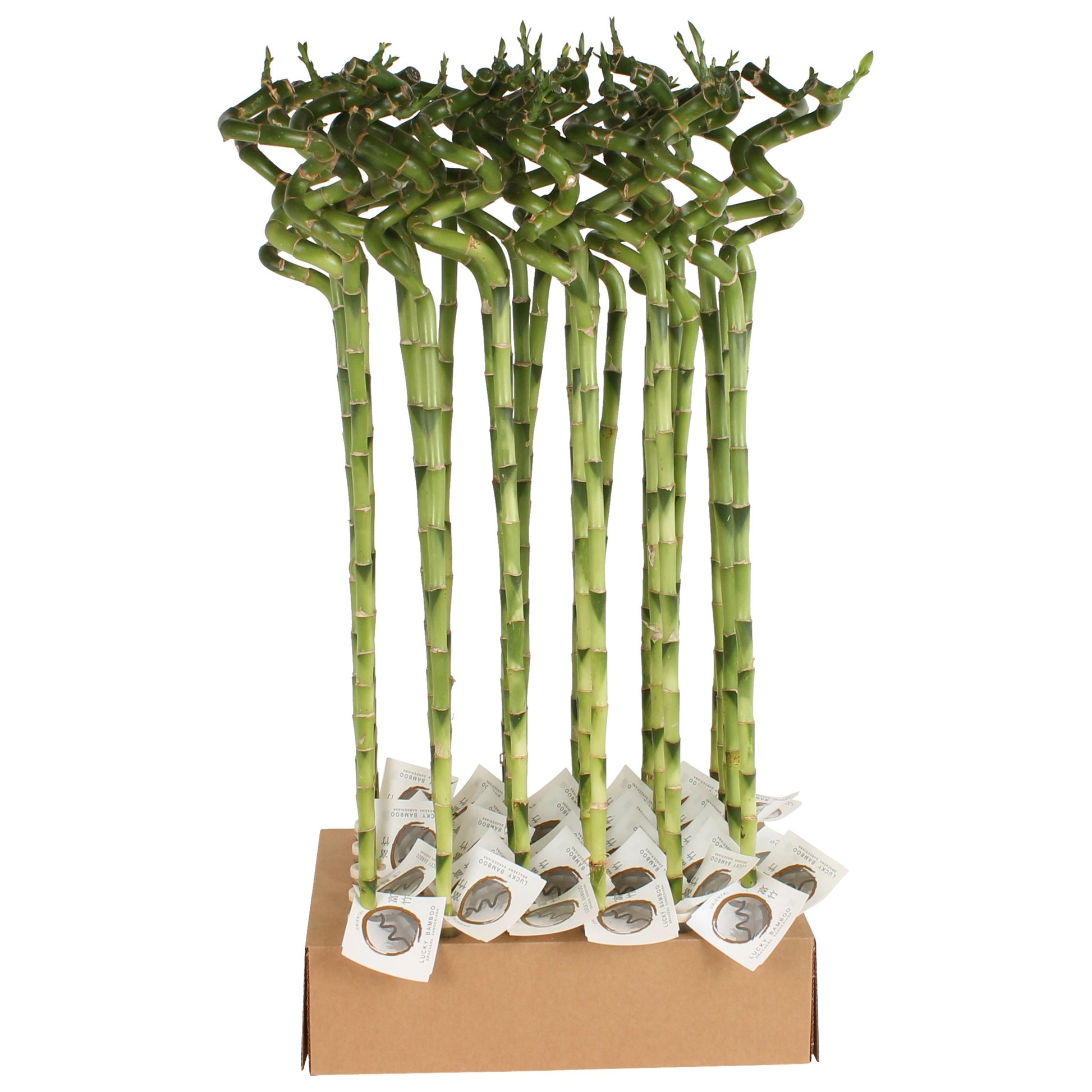 Drac. Lucky Bamboo 70cm 5cm Pot