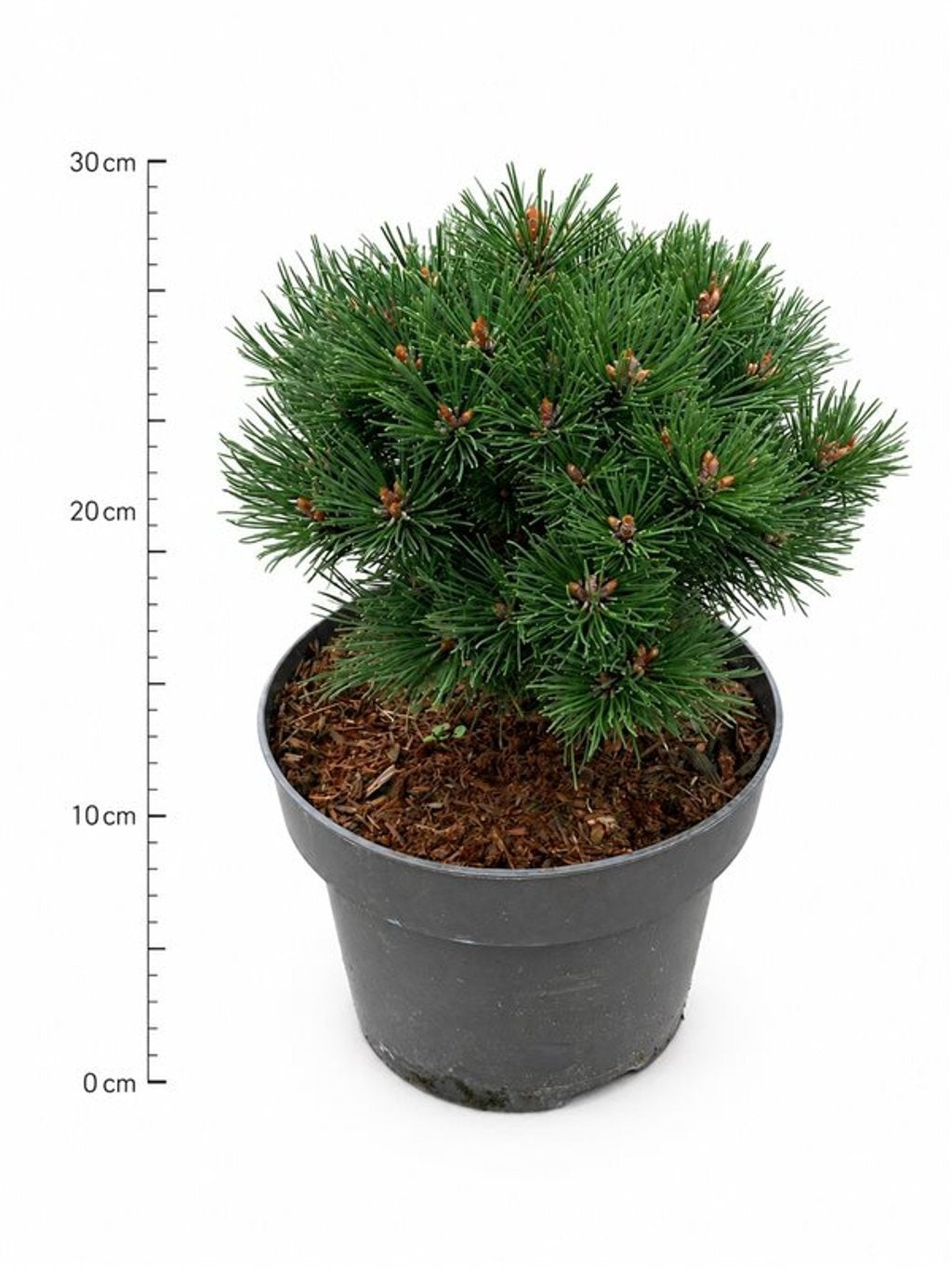 Pinus mugo Heiderperle 40cm 23cm Pot