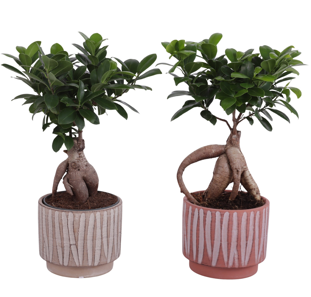 Ficus Ginseng 35cm 14cm Pot