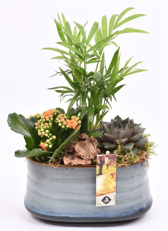 Indoor arrangement 19cm Pot
