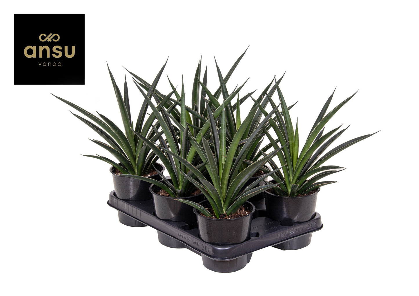 Ansu Sansevieria Comet Amazon Green Pack of 6