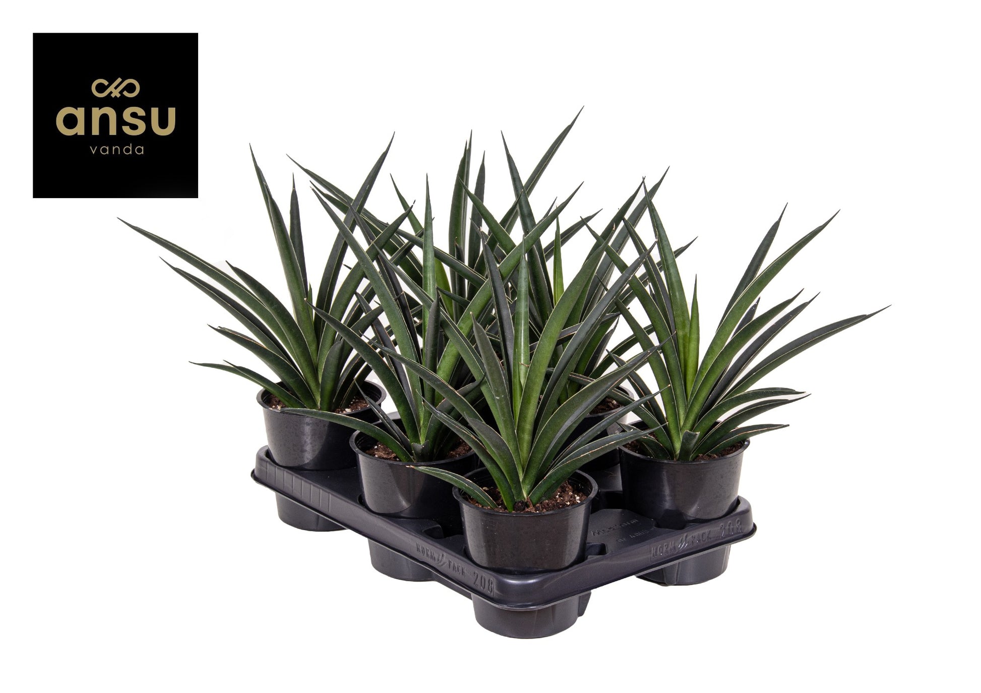 Ansu Sansevieria Comet Amazon Green Pack of 6