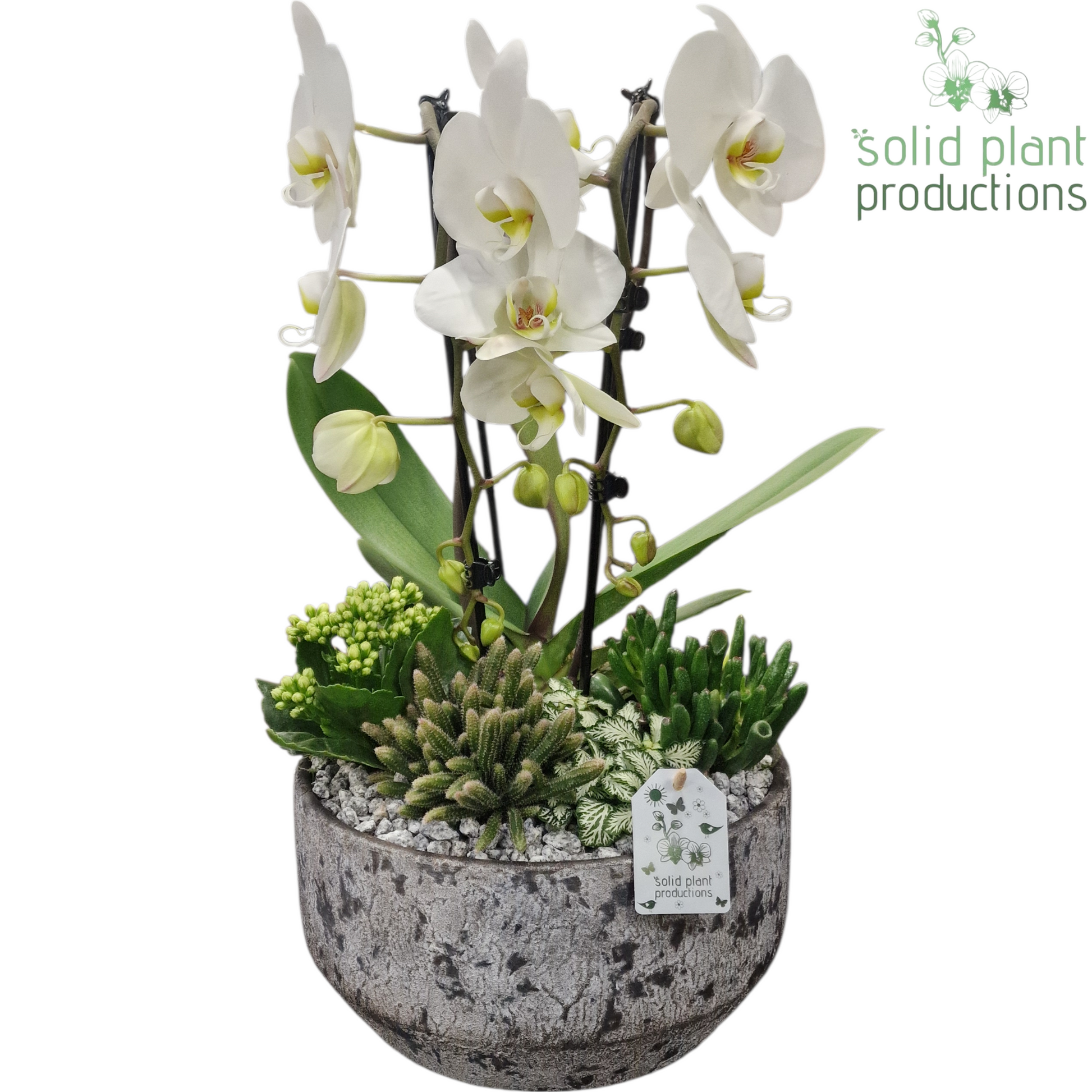 Solid Plant Productions PH243 Maria Grey Bowl Pack of 2
