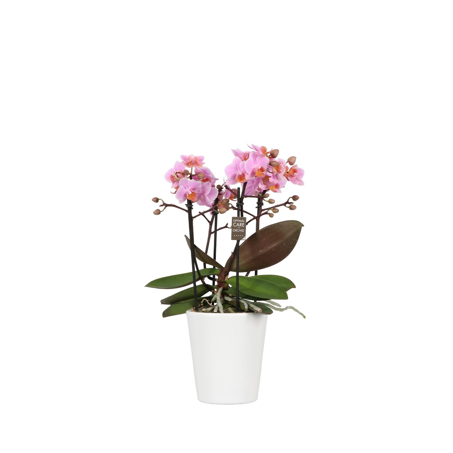 Phalaenopsis pink 35cm 12cm Pot