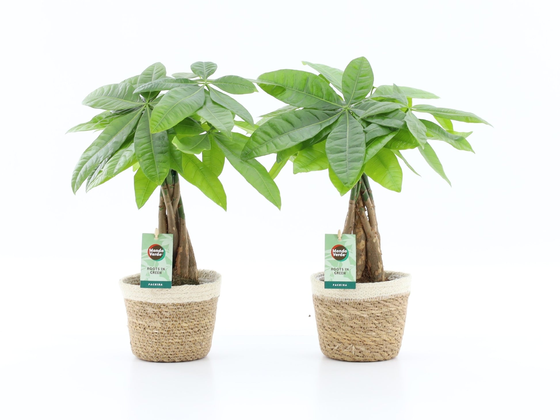 Pachira aquatica 50cm 14cm Pot
