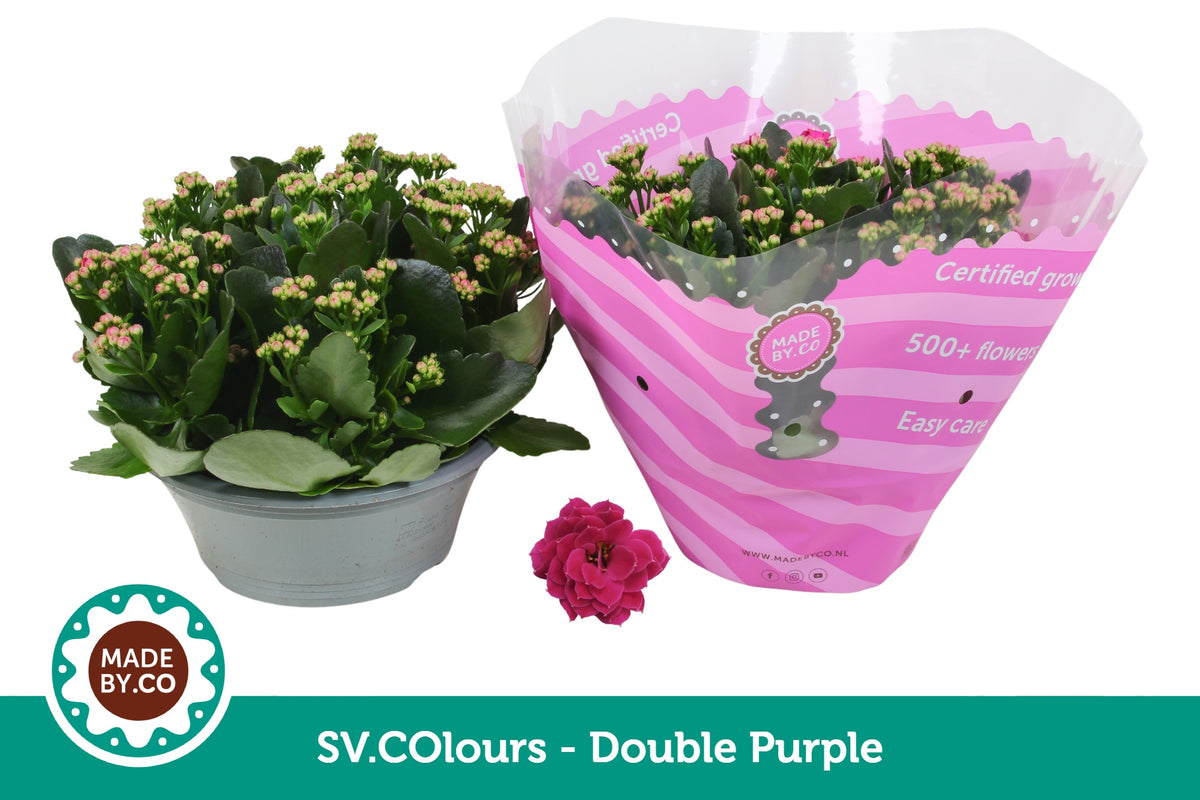 Kalanchoe purple 27cm 23cm Pot
