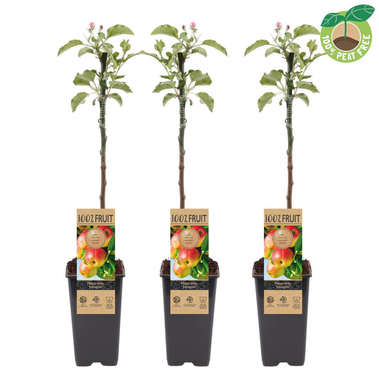 Malus Jonagold Highwood 50cm 15cm Pot
