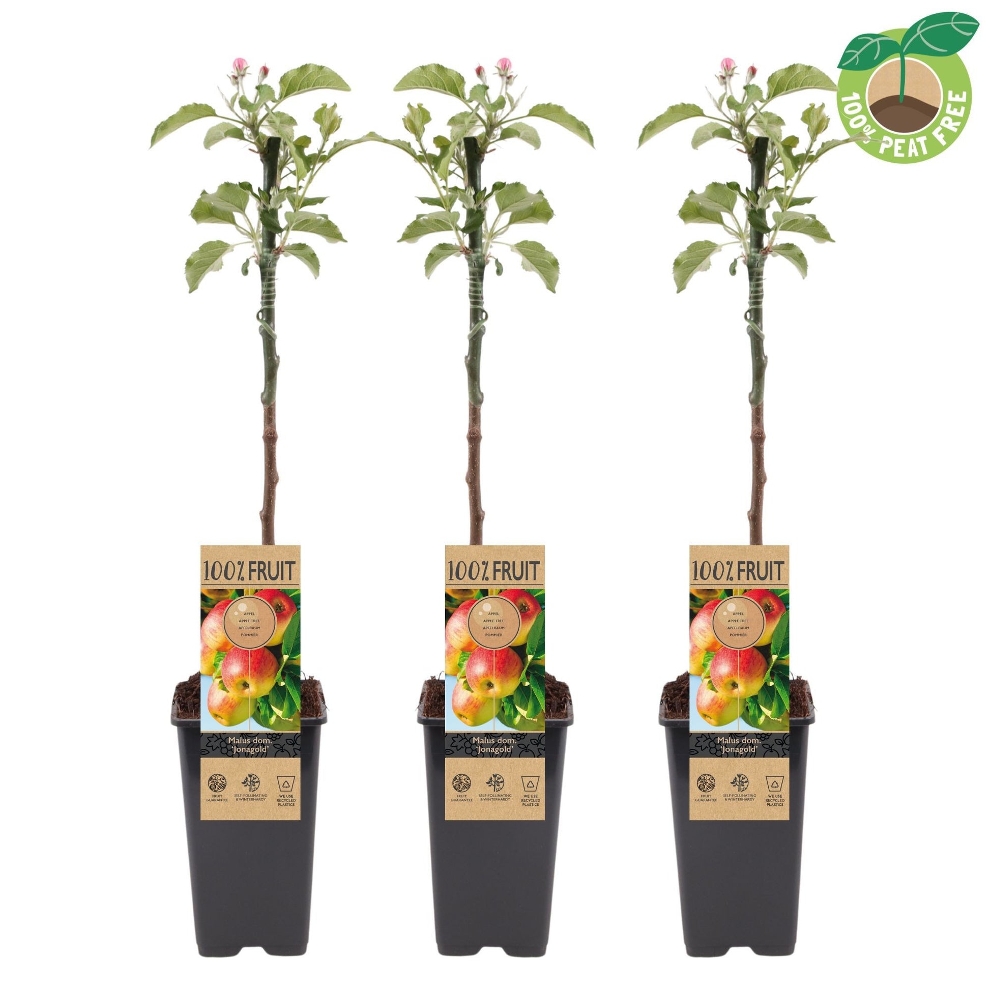 Streng Growers B.V. Malus Jonagold Highwood Pack of 10