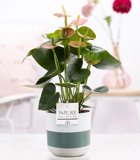 Pure Collection Anthurium andraeanum Pack of 5
