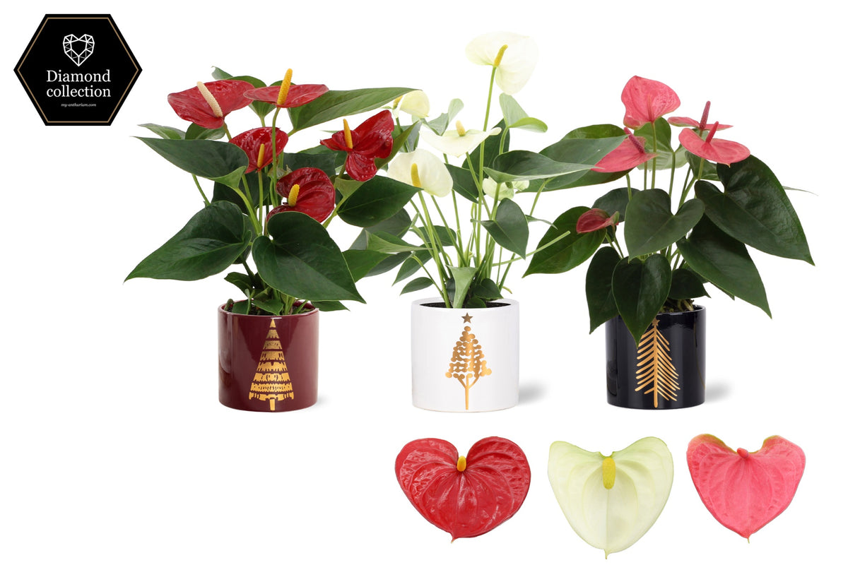 Anthurium mix 25cm 9cm Pot