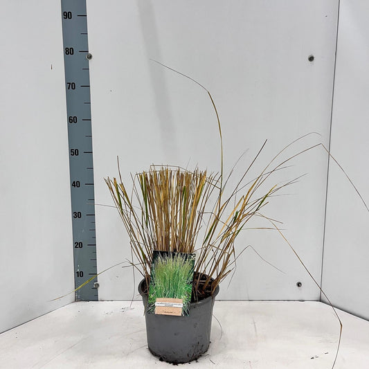 Calamagrostis Overdam 40cm 21cm Pot