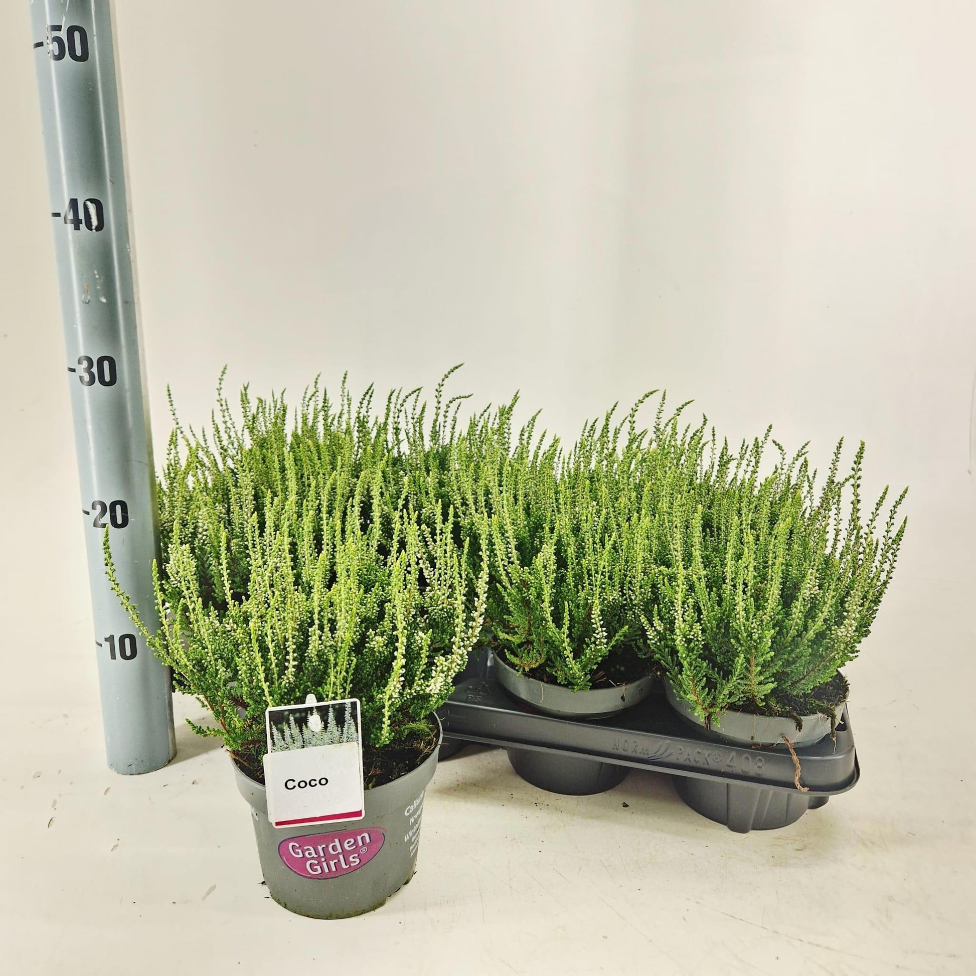 Calluna Garden Girls mix 25cm 13cm Pot