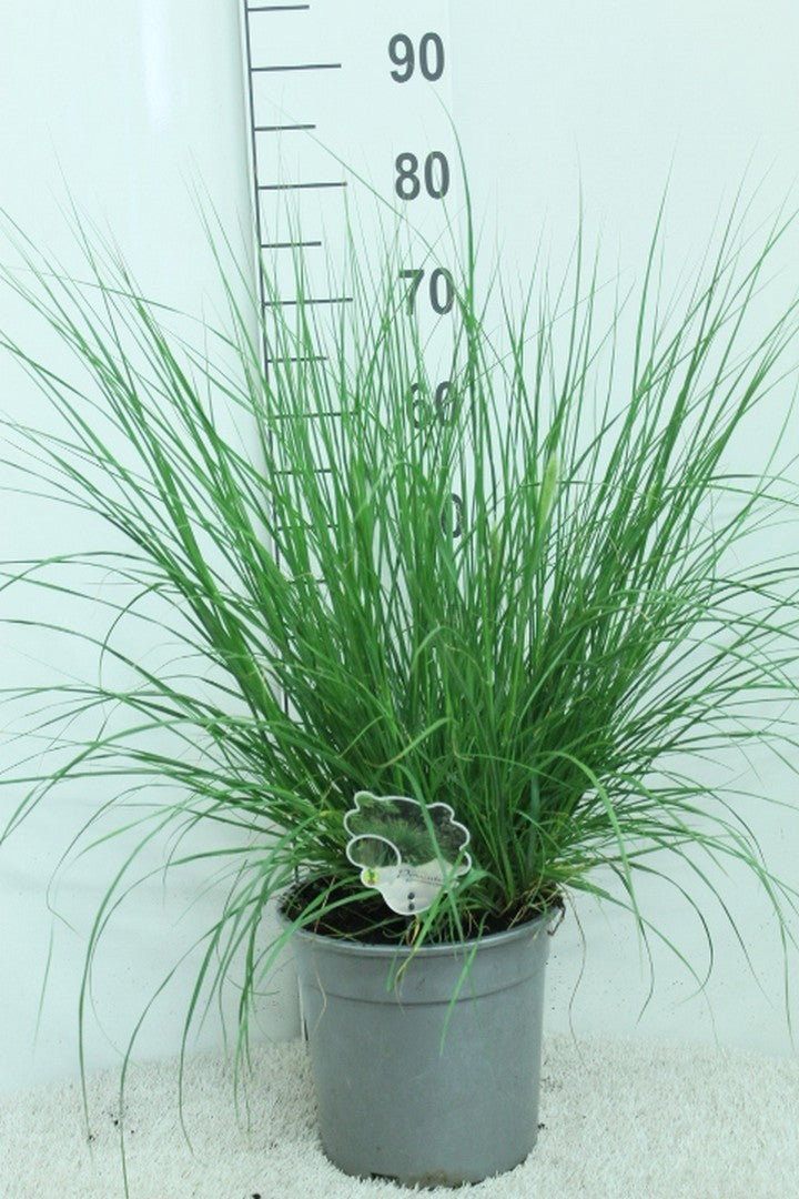 Pennisetum Hameln 80cm 21cm Pot