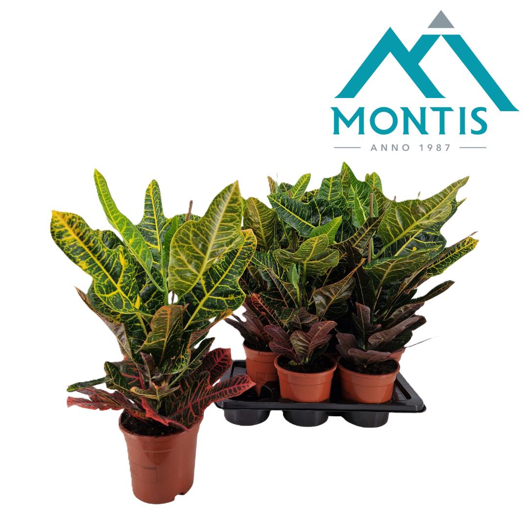 Codiaeum Excellent 55cm 17cm Pot
