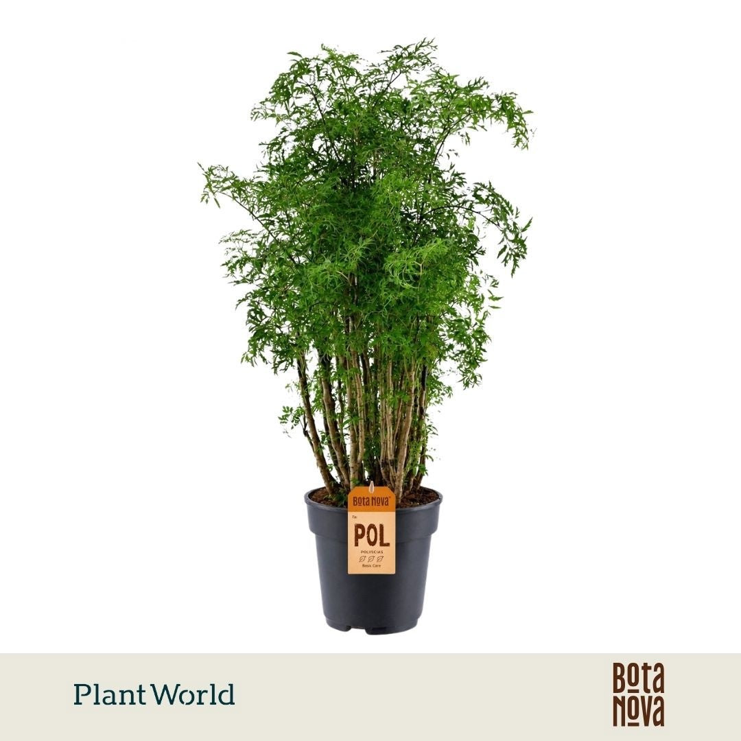 Polyscias Hawaiiana Ming 80cm 21cm Pot