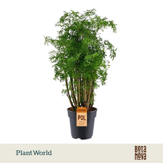 Polyscias Hawaiiana Ming vertakt 80cm 21cm Pot